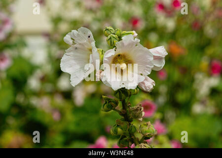 Mazzetto di belle le malve, malvaceae, malva fiori di colore bianco e colorati di verde, sfondo viola. Un bug si siede su un petalo Foto Stock