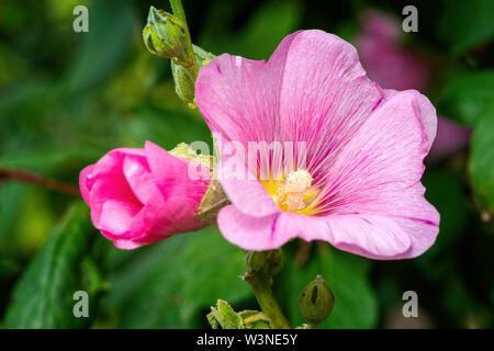 Rosa tenue malva, malva, malvaceae, fiore, sfondo verde scuro. Durante la stagione estiva le piante Foto Stock