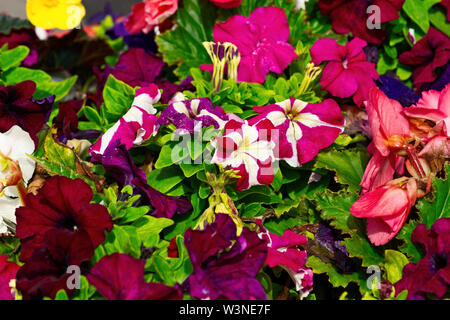 Colorati fiori di petunia su un aiuola. Viola, rosa fiori, foglie verdi. Naturale tappeto floreale Foto Stock