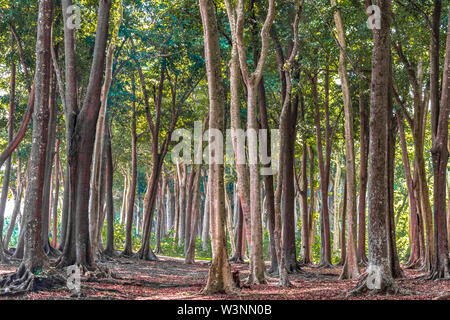 Tropical foresta sempreverde con alberi di alto fusto, sulla stagione autunnale. La caduta foglie sono la decomposizione e ha coperto tutta la terra, conferendole sognante di colore rosso Foto Stock