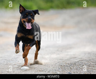 Rottweiler in esecuzione su strada di ghiaia guardando a destra in estate Foto Stock