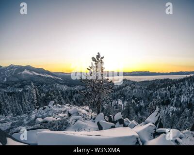 Piccolo albero che cresce in cima alla montagna in una neve Ambiente con foresta vicino al lago meridionale Tahoe Foto Stock