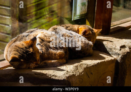 Coppia di sabbia gatti dormono in sun Foto Stock