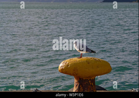 Un bollard giallo ha un letto fatturati seagull è seduto in riva al mare Foto Stock