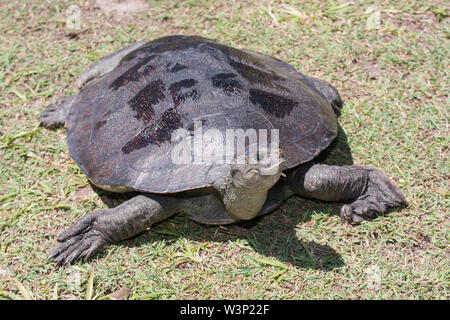 Mary River Turtle Foto Stock