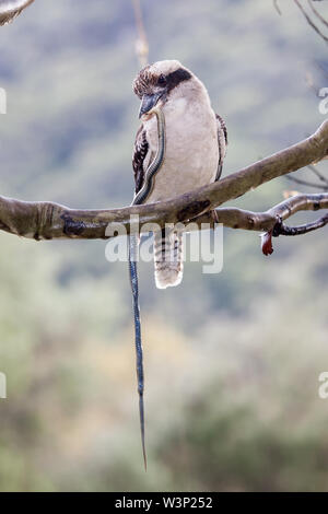 Ridendo Kookaburra alimentare su Swamp Snake Foto Stock