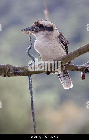 Ridendo Kookaburra alimentare su Swamp Snake Foto Stock