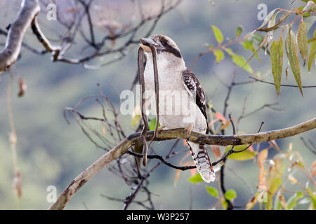 Kookaburra alimentare su Swamp Snake Foto Stock