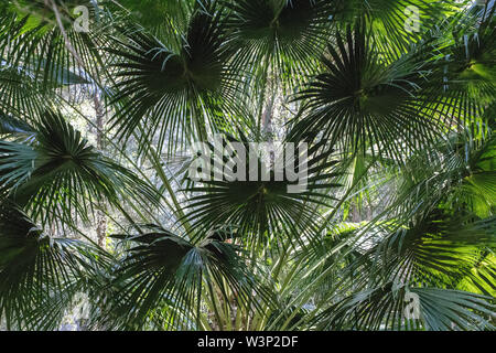 Cabbage Tree Palm Livistona australis Foto Stock