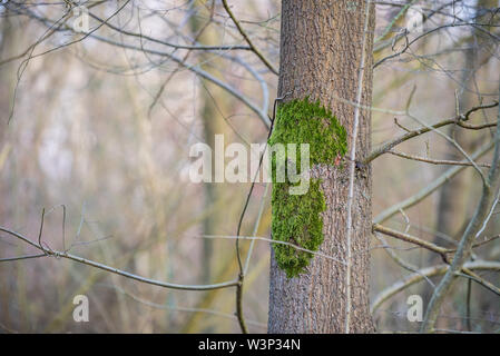 Il focus principale è su alberi in diverse situazioni Foto Stock