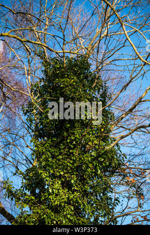 Il focus principale è su alberi in diverse situazioni Foto Stock