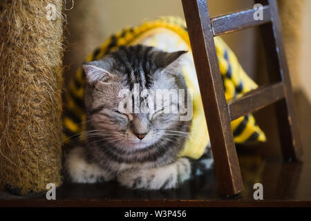 Ritratto di gatto grigio dorme. Domestico a pelo gattino closeup, concentrandosi in primo piano. Foto Stock