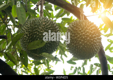 Black Thorn durian su albero Foto Stock