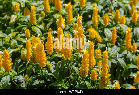 Flower Pachystachys lutea Foto Stock