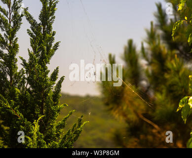 Spider Web al tramonto Foto Stock
