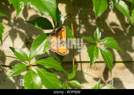 Gatekeeper (farfalla Pyronia tithonus) in un giardino riscaldamento in inizio di mattina di sole estivo, REGNO UNITO Foto Stock