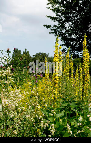 Un prato di fiori selvaggi nei minatori benessere Park, Southampton, Warwickshire, Inghilterra, Regno Unito Foto Stock