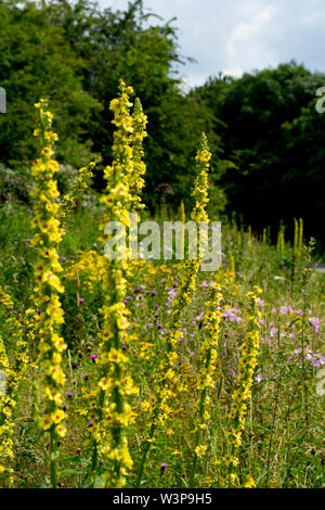 Un prato di fiori selvaggi nei minatori benessere Park, Southampton, Warwickshire, Inghilterra, Regno Unito Foto Stock