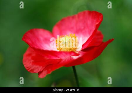 Fioritura rosso papavero (Papaver), stami e pistilli, Schleswig-Holstein, Germania Foto Stock