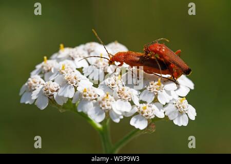 Comune soldato rosso coleotteri (Rhagonycha fulva), associazione su comuni yarrow (Achillea millefolium), Schleswig-Holstein, Germania Foto Stock