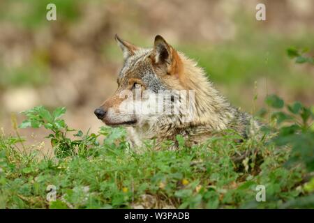 Eurasian Lupo (Canis lupus lupus), seduta, animale ritratto, captive, Canton Vaud, Svizzera Foto Stock