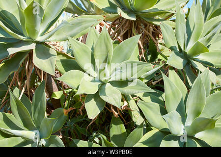 Aloe, piante succulente sfondo texture in estate Foto Stock