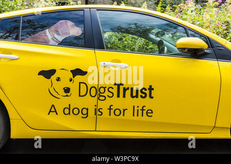 Cani fiducia carità logo auto con adesivo poster del cane nel sedile posteriore. Foto Stock