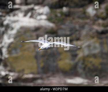 Un gabbiano aringhe deltaplano a sud di stack, Anglesey Foto Stock