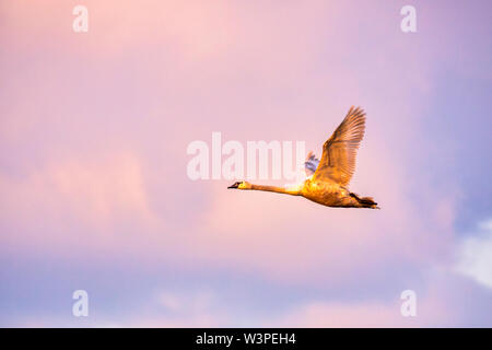 Cigno (Cygnus olor) volare al tramonto Foto Stock