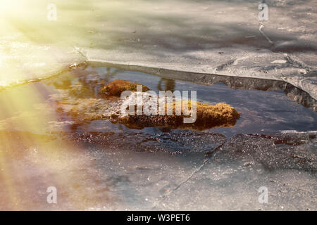 Segni di primavera per gli osservatori della Terra, Terra osservatori. Neve su ghiaccio laghi saturato con acqua e blu. Lago di foresta in Lapponia e raggi del sole, Shore cle Foto Stock