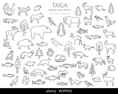 La Taiga biome, boreale foresta neve sottile linea semplice design. Ecosistema terrestre mappa del mondo. Animali, uccelli, pesci e piante ed infografico elementi. Vettore Illustrazione Vettoriale
