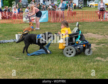 Wachtebeke, Belgio, 13 luglio 2019. Hachiko. I cani di assistenza sono addestrati per aiutare le persone con disabilità o condizione. Cane preleva la camicia su th Foto Stock