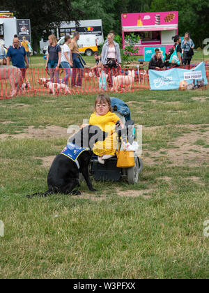 Wachtebeke, Belgio, 13 luglio 2019. Hachiko. I cani di assistenza sono addestrati per aiutare le persone con disabilità o condizione. Cane preleva lo smartphone o Foto Stock