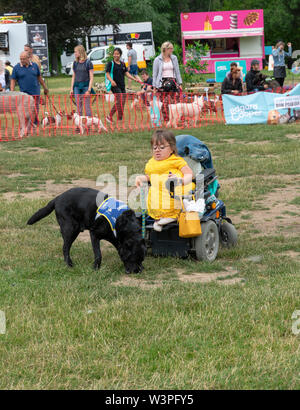 Wachtebeke, Belgio, 13 luglio 2019. Hachiko. I cani di assistenza sono addestrati per aiutare le persone con disabilità o condizione. Cane preleva lo smartphone o Foto Stock