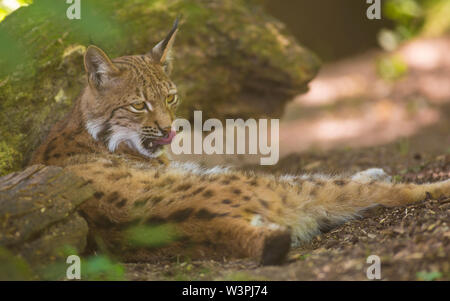 Ritratto di pelliccia lince euroasiatica avente appoggiano sul suolo della foresta in natura habitat, foglie verdi in primo piano/sfondo. Da vicino la fauna selvatica. Foto Stock