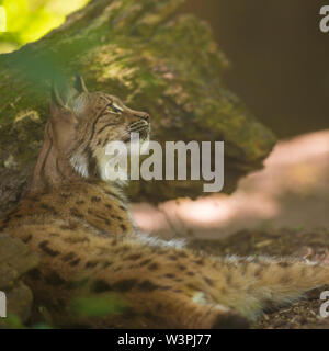 Ritratto di pelliccia lince euroasiatica avente appoggiano sul suolo della foresta in natura habitat, foglie verdi in primo piano/sfondo. Da vicino la fauna selvatica. Foto Stock