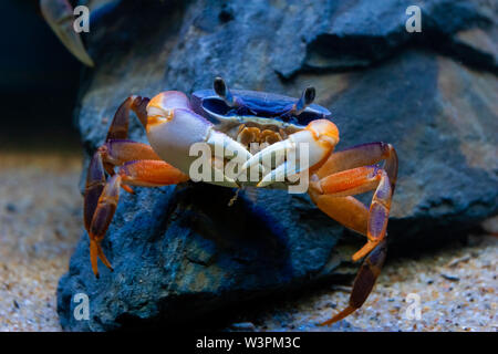 Closeup subacquea immagine della mangrovia ( arcobaleno ) granchio nella ocean reef di corallo. Foto Stock