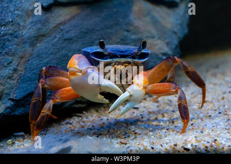 Closeup subacquea immagine della mangrovia ( arcobaleno ) granchio nella ocean reef di corallo. Foto Stock