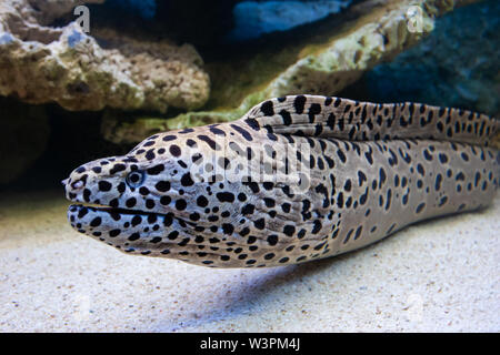 Closeup subacquea immagine del pericoloso Muraena ( moray eel ) pesce nell'oceano barriera corallina. Foto Stock