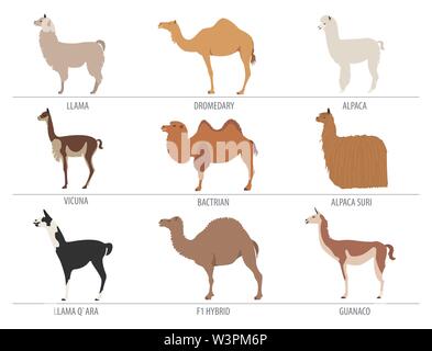 Il cammello, llama, guanaco razze di ALPACA icon set. L'allevamento degli animali. Design piatto. Illustrazione Vettoriale Illustrazione Vettoriale