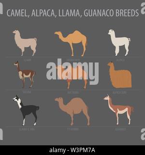 Il cammello, llama, guanaco razze di ALPACA icon set. L'allevamento degli animali. Design piatto. Illustrazione Vettoriale Illustrazione Vettoriale