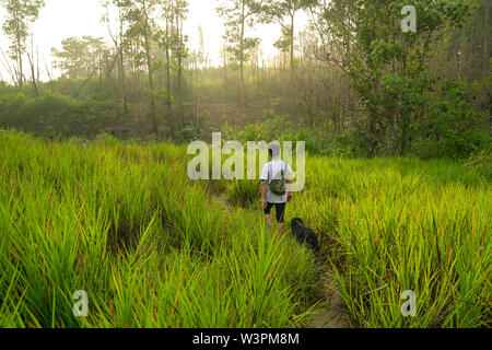 Uomo che passeggia con il suo cane in una foresta con lungo verde erba o erbacce con crescente sunrise in background. Foto Stock