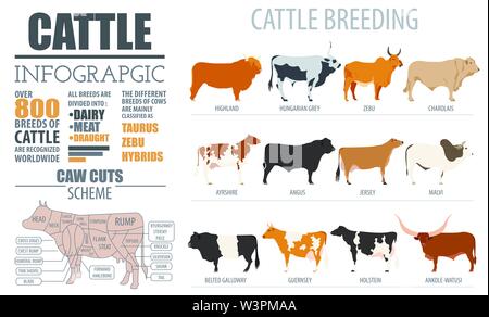 Allevamento di bovini di allevamento modello infografico. Design piatto. Illustrazione Vettoriale Illustrazione Vettoriale