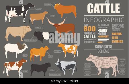 Allevamento di bovini di allevamento modello infografico. Design piatto. Illustrazione Vettoriale Illustrazione Vettoriale