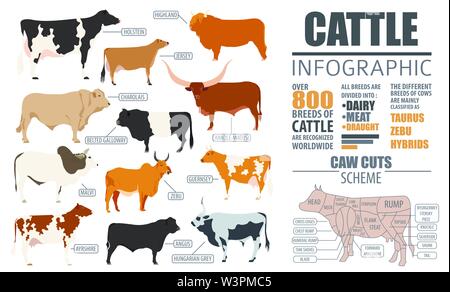 Allevamento di bovini di allevamento modello infografico. Design piatto. Illustrazione Vettoriale Illustrazione Vettoriale