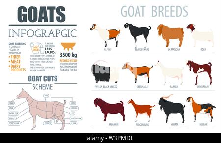 Razze di capra modello infografico. L'allevamento degli animali. Design piatto. Illustrazione Vettoriale Illustrazione Vettoriale