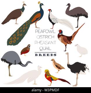 Gli allevamenti di pollame. Peafowl, struzzo, fagiani, quaglie razze icon set. Design piatto. Illustrazione Vettoriale Illustrazione Vettoriale