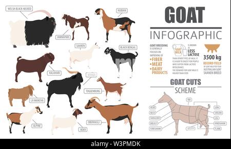 Razze di capra modello infografico. L'allevamento degli animali. Design piatto. Illustrazione Vettoriale Illustrazione Vettoriale