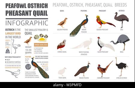 Gli allevamenti di pollame modello infografico. Peafowl, struzzo, fagiani, quaglie allevamento. Design piatto. Illustrazione Vettoriale Illustrazione Vettoriale