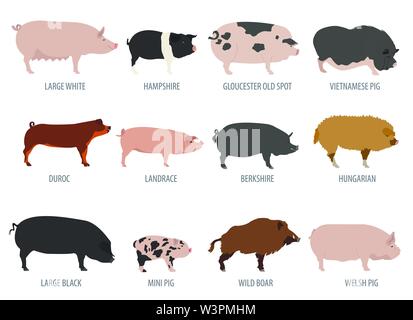 Maiali, porci razza icon set. Design piatto. Illustrazione Vettoriale Illustrazione Vettoriale